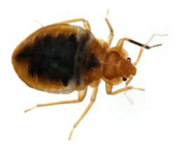 Bed bug Pest Bros