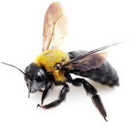 Carpenter Bee | Pest Bros