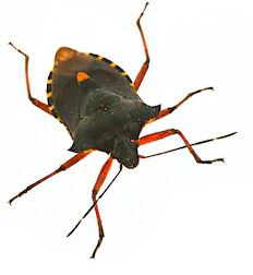 Chinch Bug | Pest Bros