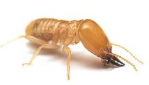 Formosan Termite | Pest Bros