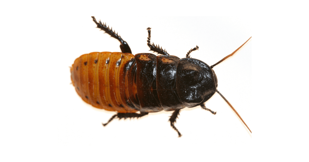 Cockroach Invaders! How to Keep Cockroaches Out of Your House Pest