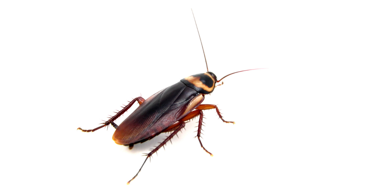 Cockroach inside Houston Homes