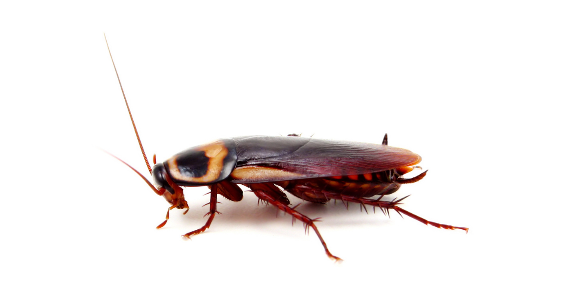Houston Cockroach
