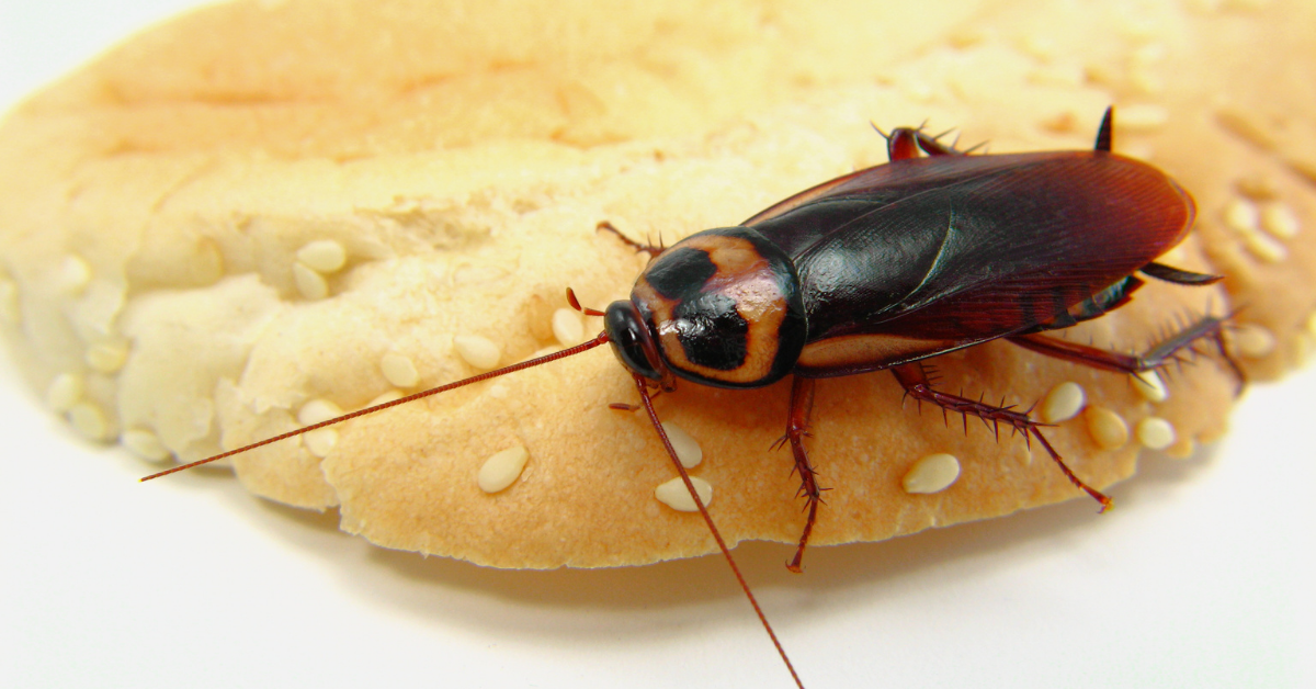 Bug eating inside Houston Home