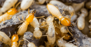 5 Early Signs to Look for if You Suspect Termites