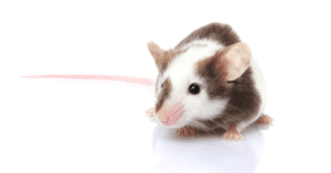 Common Types of Rodents Invading Homes