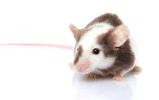 Common Types of Rodents Invading Homes