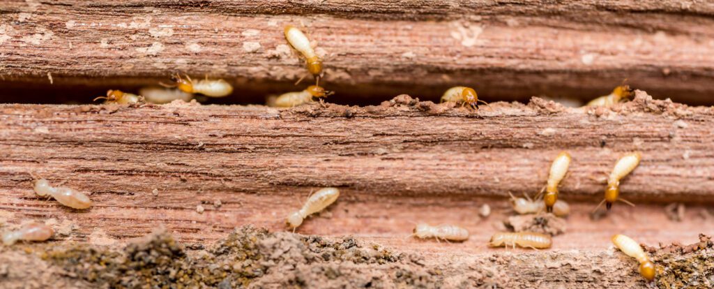 Termites-On-Wood