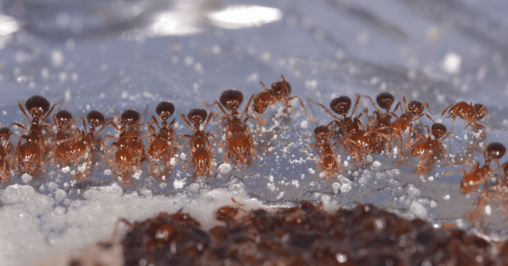 Why do I have Ants in my Houston Home? Pest Bros Pest Control