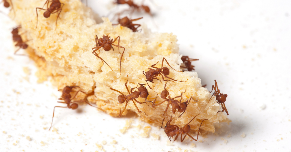 Ant Crumbs