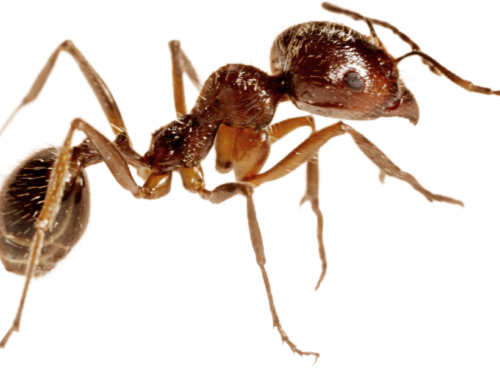 Why do I have Ants in my Houston Home?