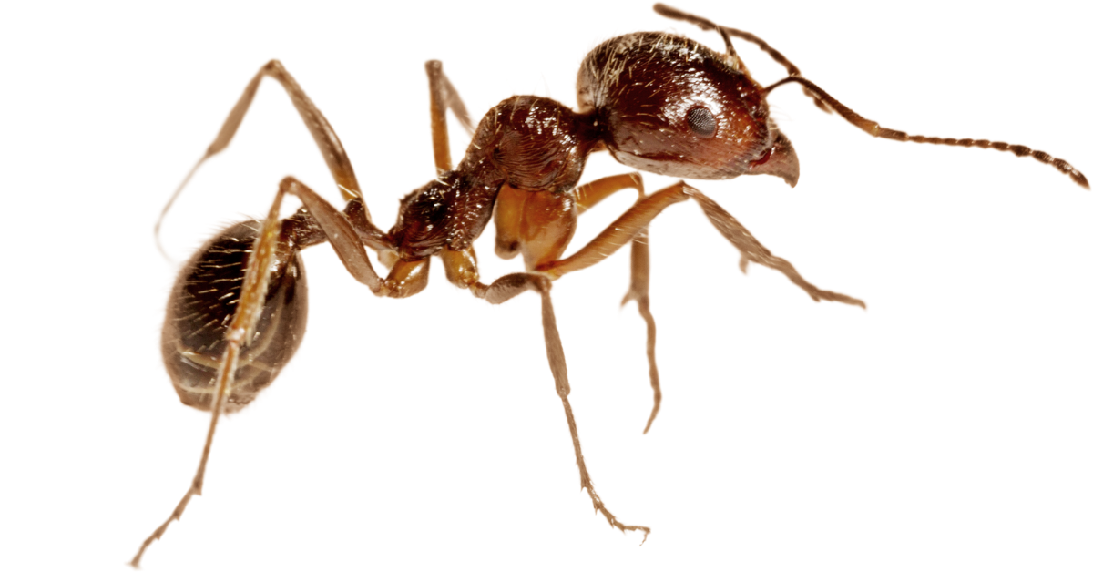 Pest Bros Houston Ants