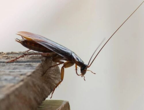 5 Mistakes To Avoid When Dealing With Cockroaches