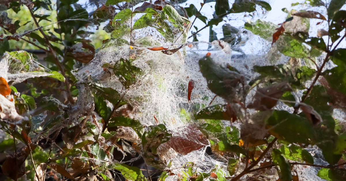 Signs Your Trees and Shrubs are Being Attacked by Pests, Webbing on Tress