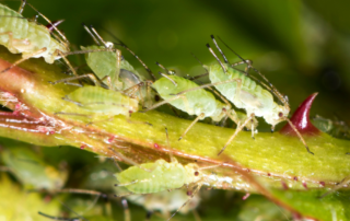 Signs Your Trees and Shrubs are Being Attacked by Pests, bugs eating plants