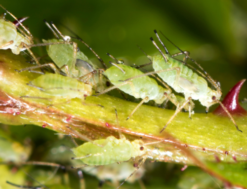 Signs Your Trees or Shrubs are Being Attacked by Pests