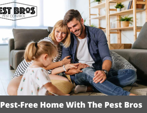 Make Your Home Stress-Free And Pest-Free With The Pest Bros
