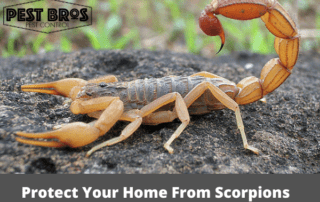 Protect Your Home From Scorpions