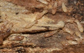 Termite And Pest Control Services