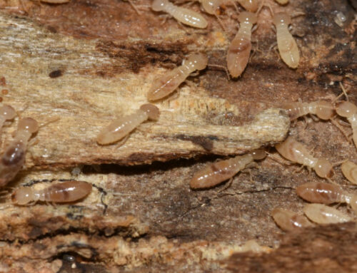 Benefits of Professional Termite And Pest Control Services