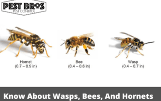 What You Need To Know About Wasps, Bees, And Hornets