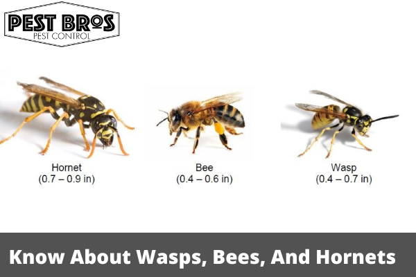 What You Need To Know About Wasps, Bees, And Hornets