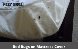 Can You Still Get Bed Bugs With A Mattress Cover