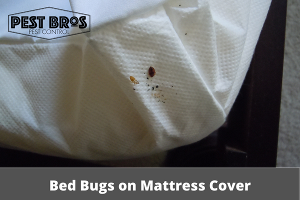 Can You Still Get Bed Bugs With A Mattress Cover