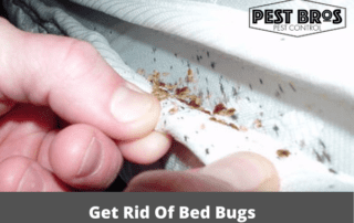 How Does Pest Control Get Rid Of Bed Bugs