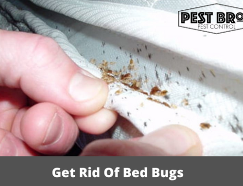 How Does Pest Control Get Rid Of Bed Bugs