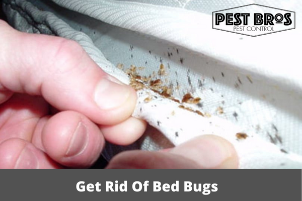 How Does Pest Control Get Rid Of Bed Bugs