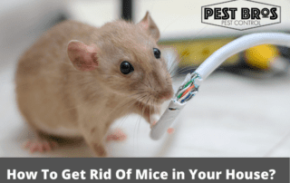 How To Get Rid Of Mice in Your House