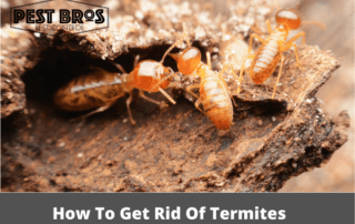 How To Get Rid Of Termites In Your Rental Properly