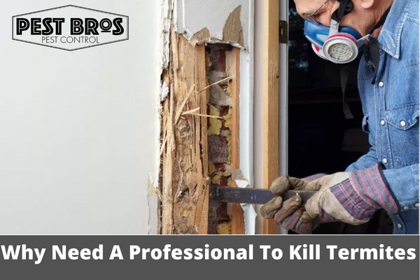 Why You Need A Professional To Kill Termites