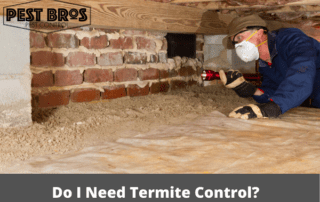 Do I Need Termite Control