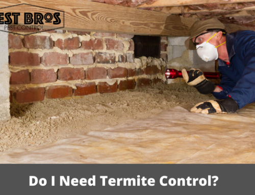 Do I Need Termite Control?