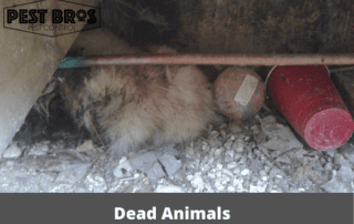 Does Pest Control Remove Dead Animals-1