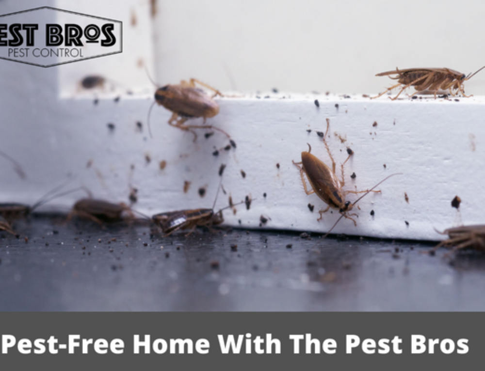How Common Are Roaches In Apartments?