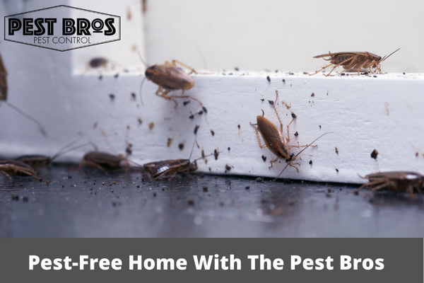 How To Remove Roach Infestation