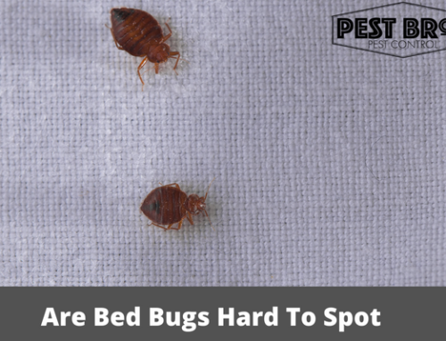 Are Bed Bugs Hard To Spot