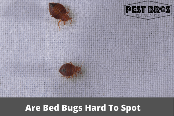 Are Bed Bugs Hard To Spot