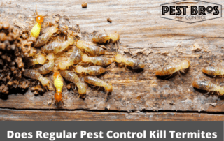 Does Regular Pest Control Kill Termites