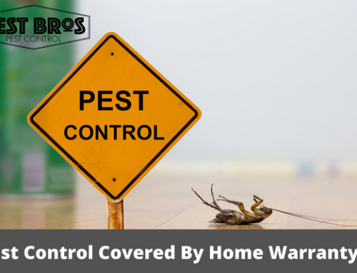 Is Pest Control Covered By Home Warranty?