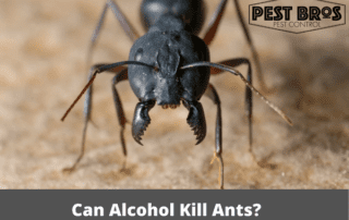 Can Alcohol Kill Ants