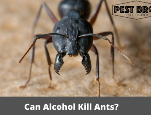 Can Alcohol Kill Ants?