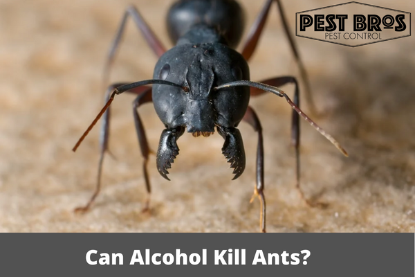 Can Alcohol Kill Ants