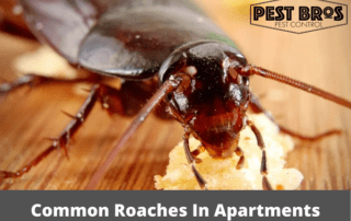 How Common Are Roaches In Apartments