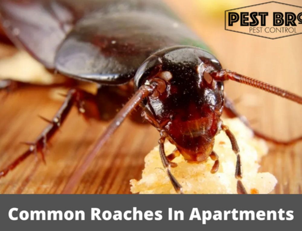 How Common Are Cockroaches in Apartments
