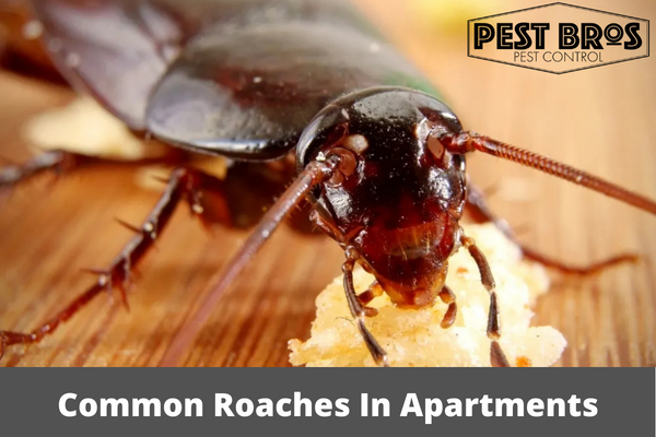 How Common Are Roaches In Apartments
