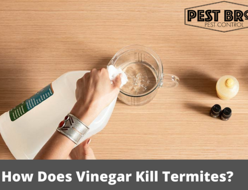 How Does Vinegar Kill Termites?